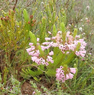 Erica filamentosa, photographed by Nicola van Berkel