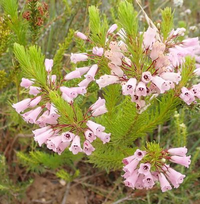 Erica filamentosa, photographed by Nicola van Berkel