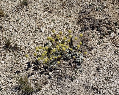 Eriogonum argophyllum, photographed by Steve Matson