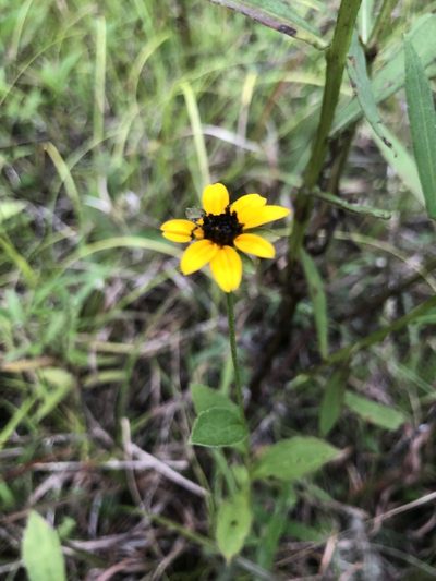 Rudbeckia terranigrae, photographed by John Kees
