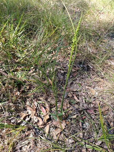 Microtis parviflora, photographed by ainsley_isme