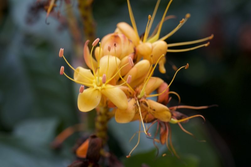 Saraca dives, photographed by Shawn O'Donnell