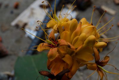 Saraca dives, photographed by Shawn O'Donnell