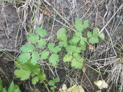 Thalictrum occidentale, photographed by dougbrown