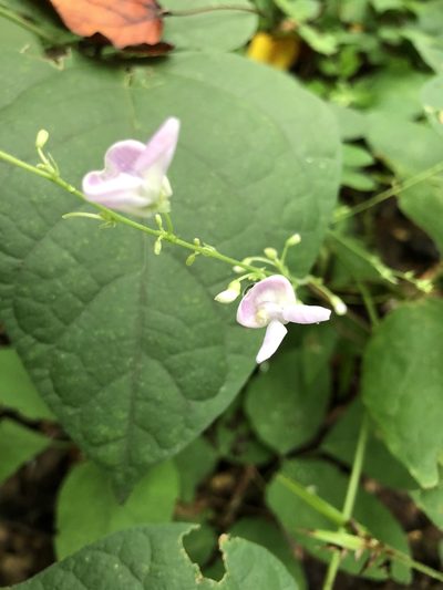Phaseolus polystachios, photographed by Will McFarland
