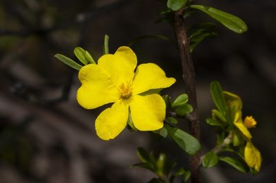 Hibbertia monogyna, photographed by dhfischer