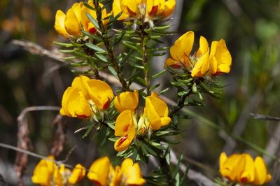Pultenaea aristata, photographed by dhfischer