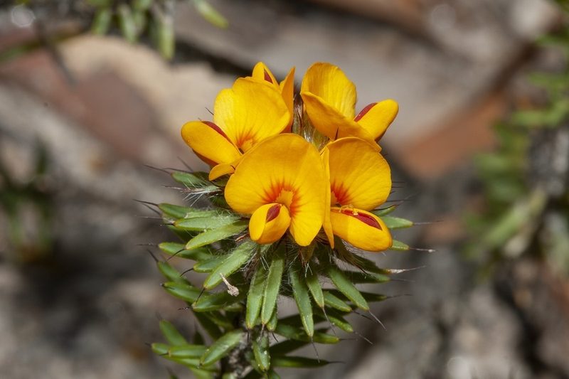 Pultenaea aristata, photographed by dhfischer