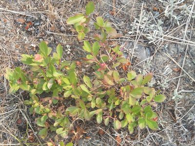 Vaccinium cespitosum, photographed by dougbrown