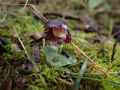 Corybas diemenicus, photographed by Nina Kerr