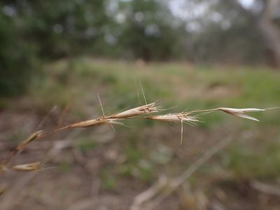 Rytidosperma racemosum, photographed by Nina Kerr