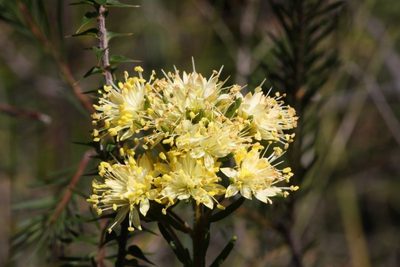 Leionema diosmeum, photographed by dhfischer