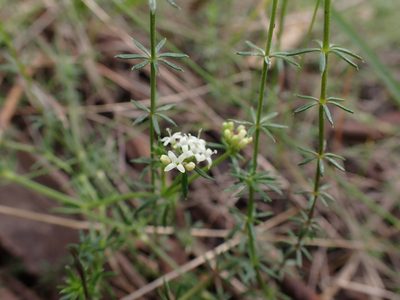 Hydrogalium confertum, photographed by Nina Kerr