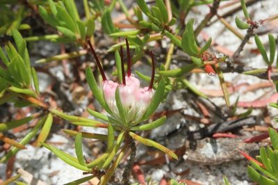 Darwinia grandiflora, photographed by dhfischer