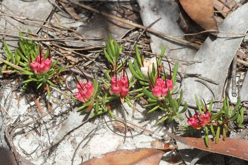 Darwinia grandiflora, photographed by dhfischer
