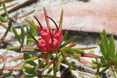 Darwinia grandiflora, photographed by dhfischer