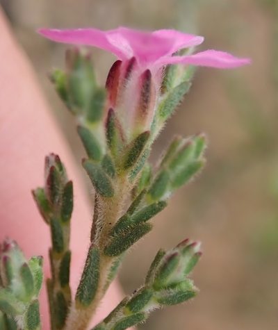 Acmadenia laxa, photographed by Nicola van Berkel
