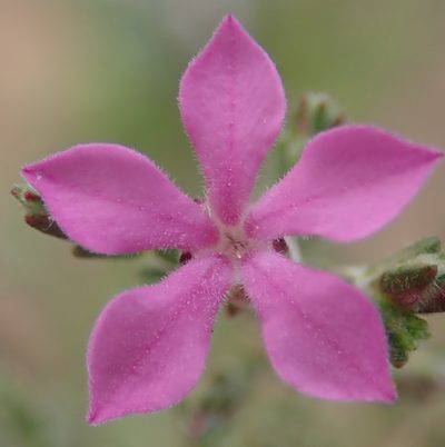 Acmadenia laxa, photographed by Nicola van Berkel