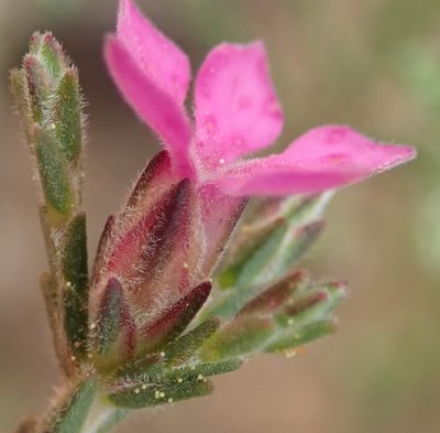 Acmadenia laxa, photographed by Nicola van Berkel
