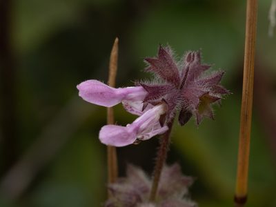 Stachys rigida