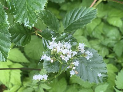Valeriana sitchensis, photographed by eebee