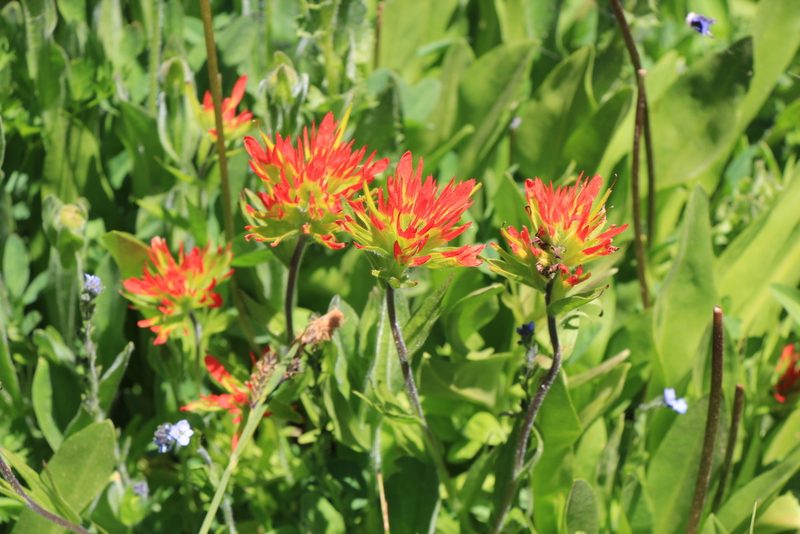 Castilleja suksdorfii, photographed by Paul McClellan