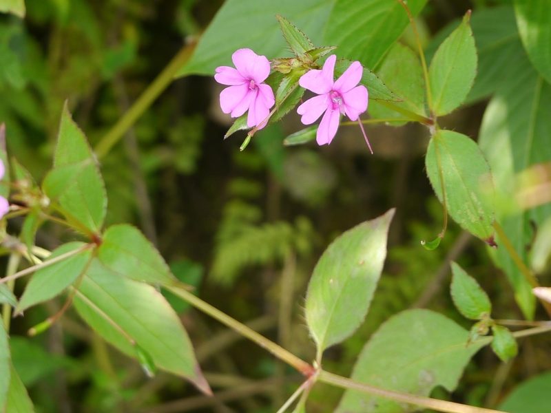 Impatiens gardneriana, photographed by Dinesh Valke