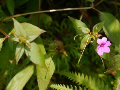 Impatiens gardneriana, photographed by Dinesh Valke