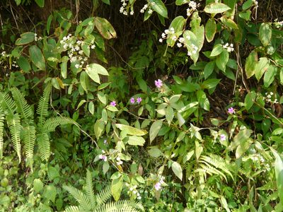Impatiens gardneriana, photographed by Dinesh Valke