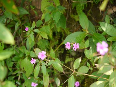 Impatiens gardneriana, photographed by Dinesh Valke