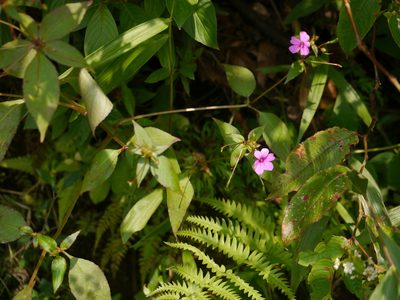 Impatiens gardneriana, photographed by Dinesh Valke