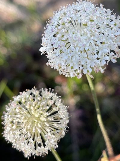 Trachymene composita, photographed by libby hepburn