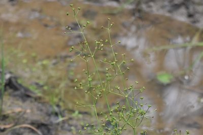 Alisma triviale, photographed by Braden J. Judson