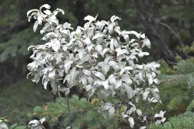 Elaeagnus commutata, photographed by Braden J. Judson