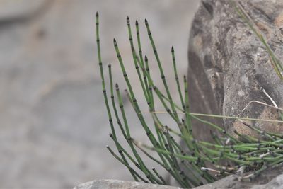 Equisetum variegatum, photographed by Braden J. Judson
