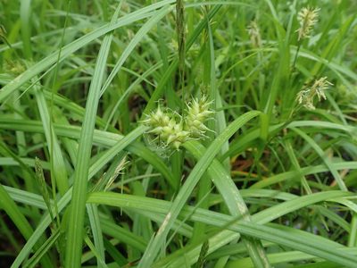 Carex dickinsii, photographed by Yoshihiro Tokue