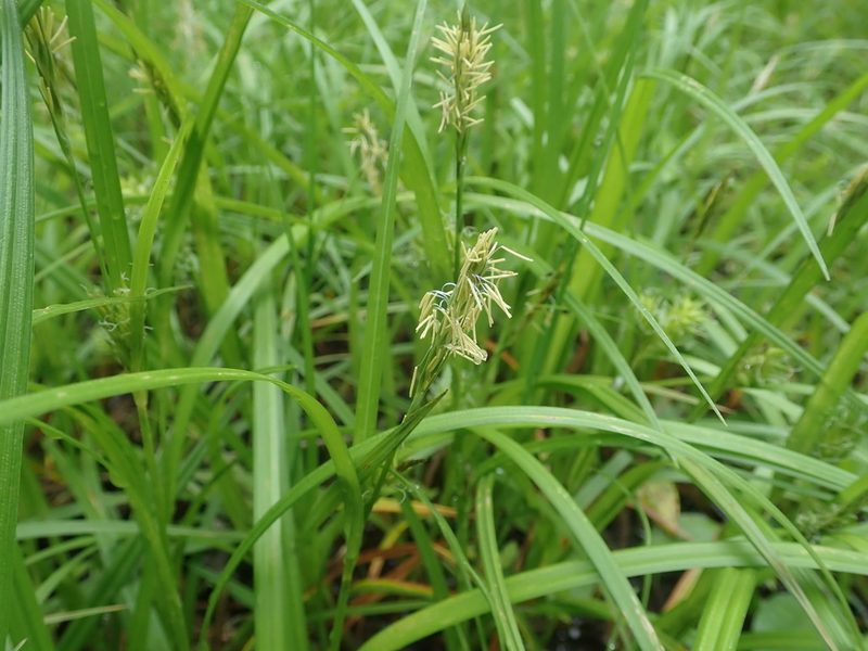 Carex dickinsii, photographed by Yoshihiro Tokue