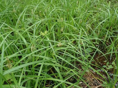 Carex dickinsii, photographed by Yoshihiro Tokue
