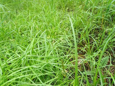 Carex dickinsii, photographed by Yoshihiro Tokue