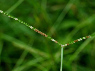 Paspalum conjugatum, photographed by Jacy Chen