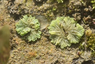 Riccia cavernosa, photographed by Braden J. Judson