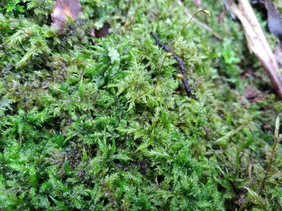 Wijkia extenuata, photographed by Leon Perrie