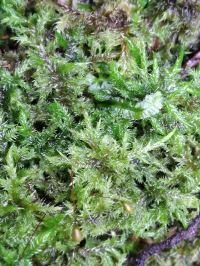 Wijkia extenuata, photographed by Leon Perrie