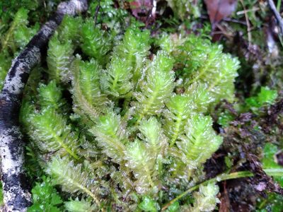 Schistochila appendiculata, photographed by Leon Perrie