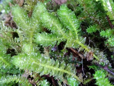 Schistochila nobilis, photographed by Leon Perrie