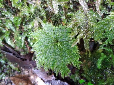 Dendrohypopterygium filiculiforme, photographed by Leon Perrie