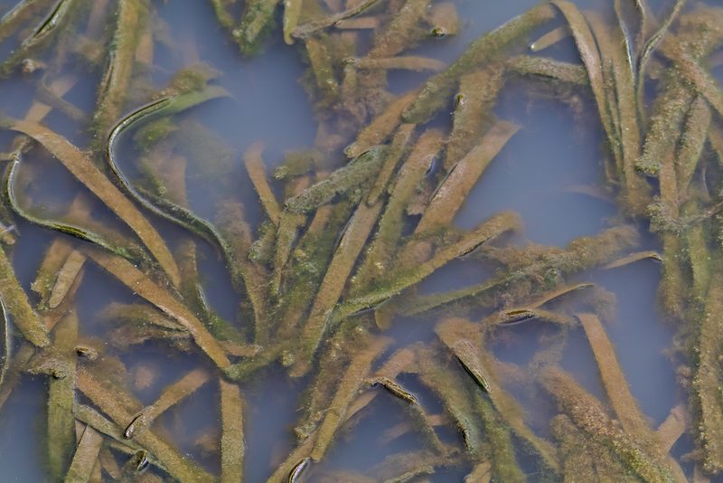 Vallisneria australis, photographed by Andrew Allen