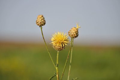 Centaurea orientalis, photographed by Stanislav Murashkin