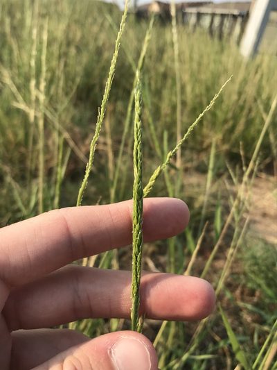 Eriochloa contracta, photographed by Ryan Donnelly