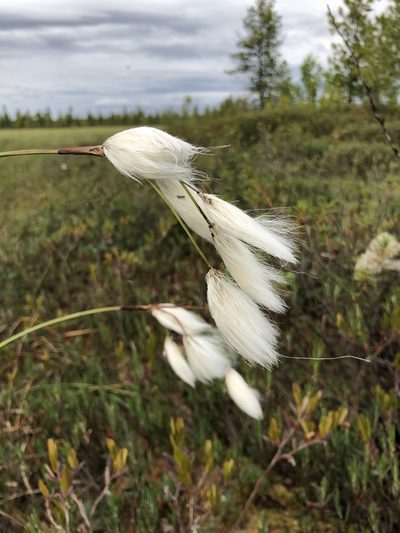 Eriophorum gracile, photographed by Valerii Glazunov